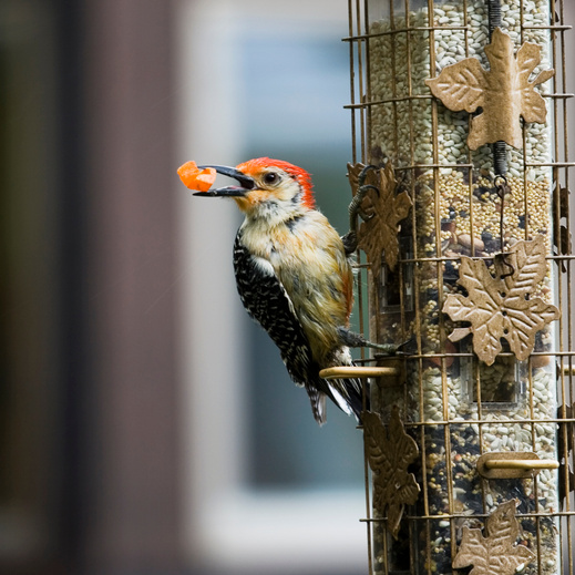 Red-Bellied Woodpecker