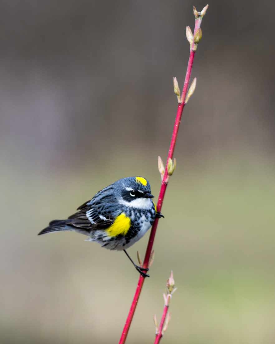 Yellow-Rumped Warbler