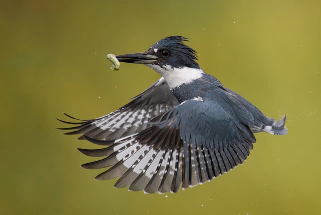 Belted Kingfisher