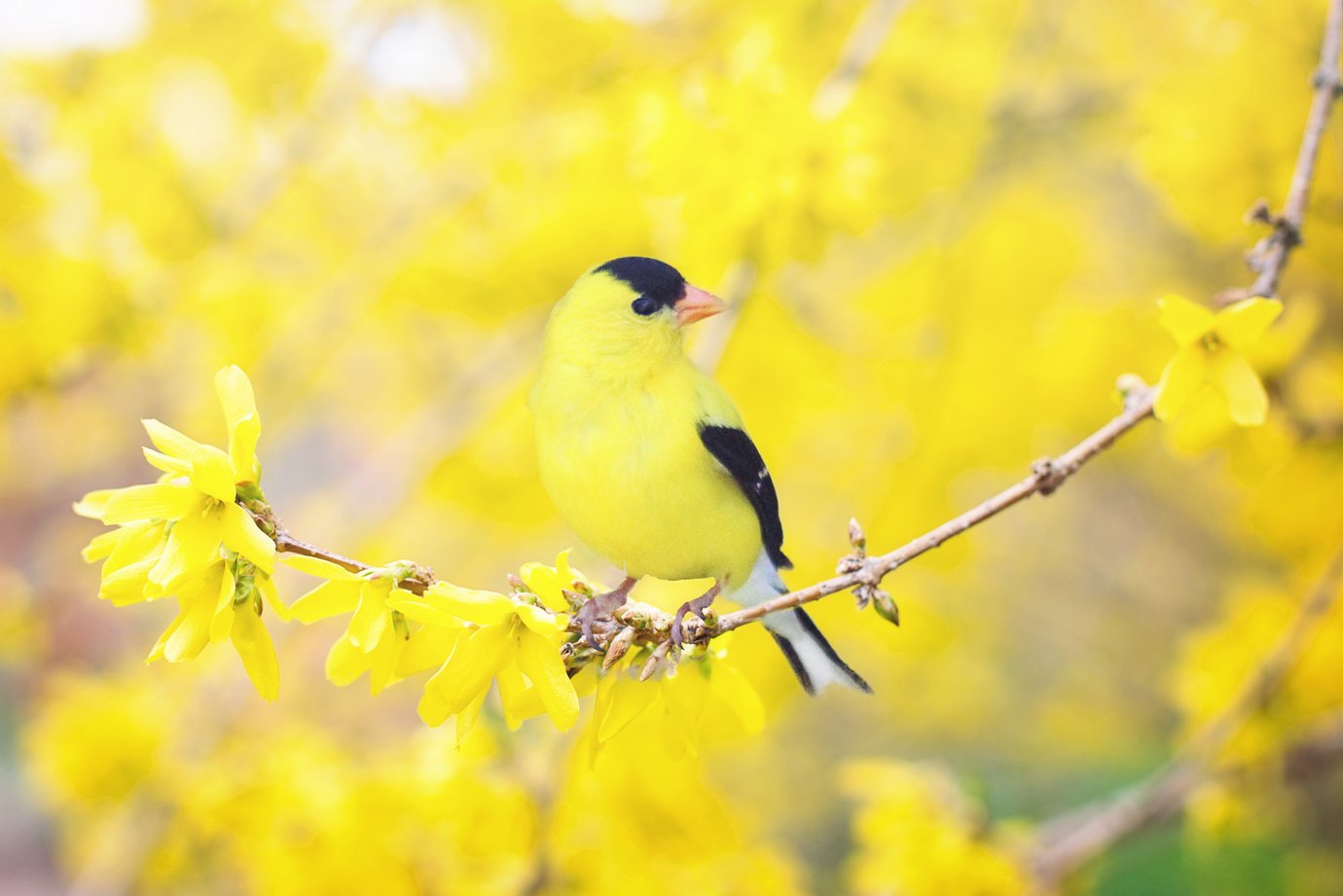 Bird on a Branch