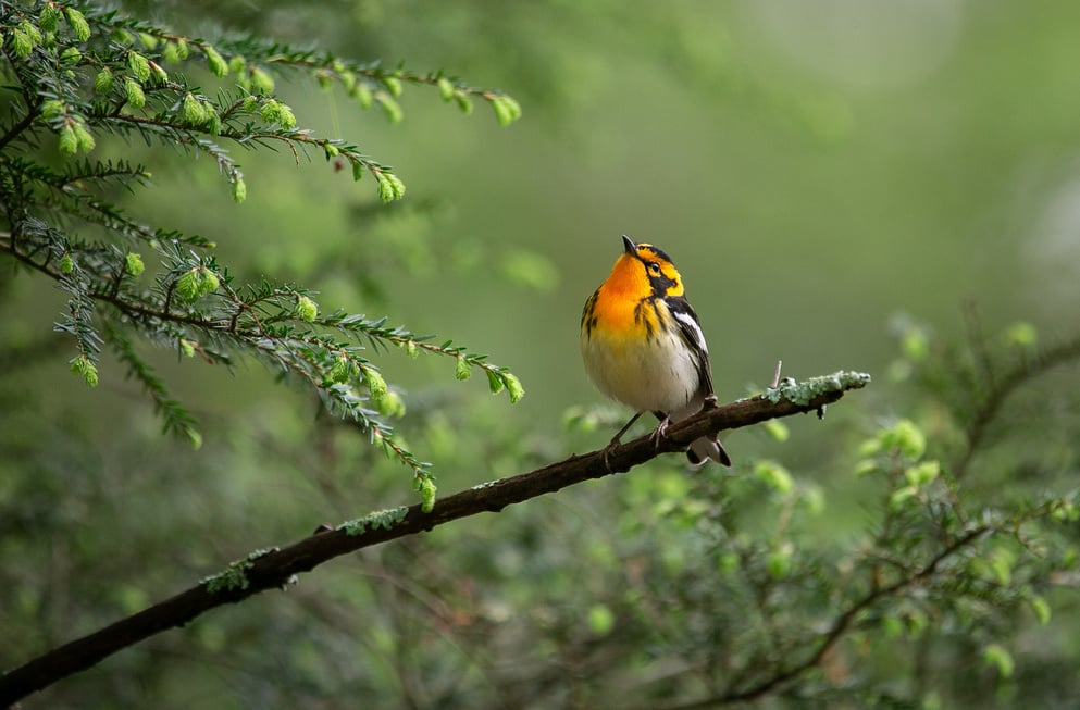 Blackburnian Warbler